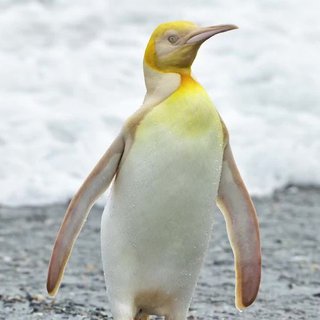 Golden penguin